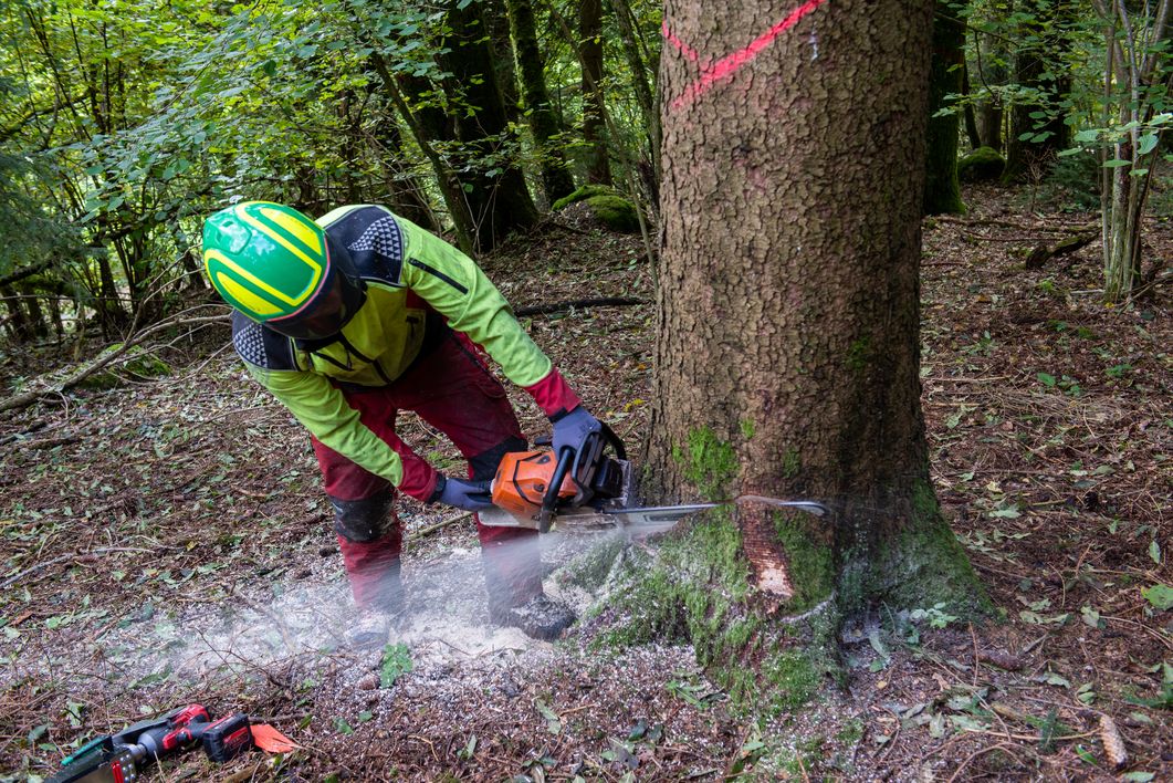 Holznutzungen im Herbst bieten mehrere Vorteile.