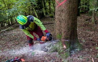 Holznutzungen im Herbst bieten mehrere Vorteile.